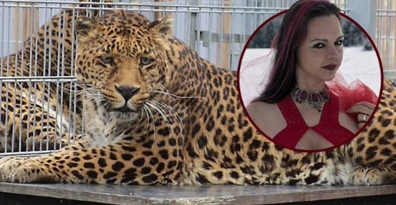 ИНЦИДЕНТ! Леопард нахапа модел по време на фотосесия