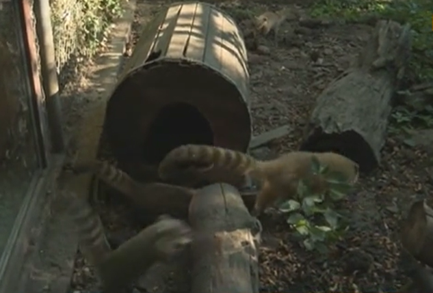 Търсят кръстници за дългоноси мечета