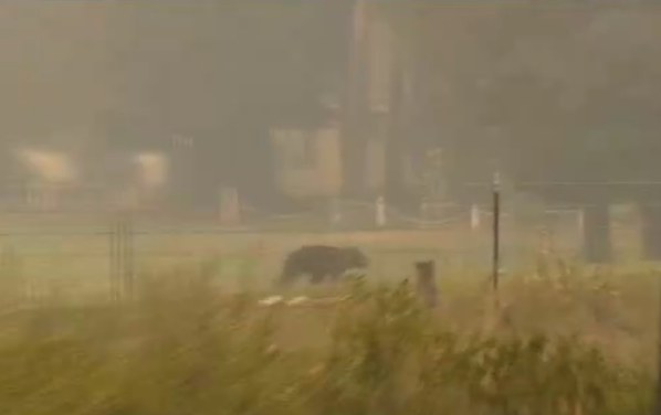 Мечка бяга от пожар в Калифорния