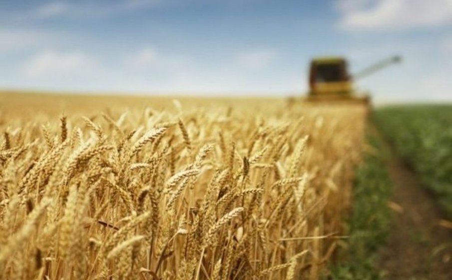 Производители: Имаме добра реколта от пшеница - хлябът ни се прави от българско, а не от украинско зърно