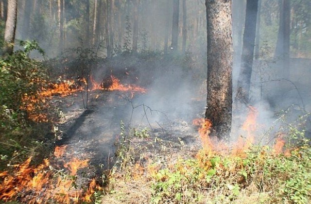 Пожар обхвана гората над Разлог