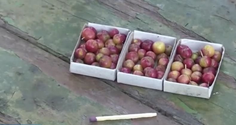 Руски градинар отглежда ябълки с големината на...