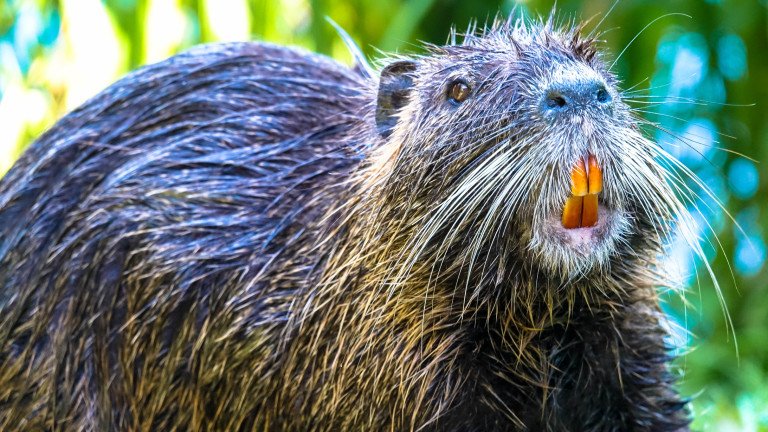 В Монголия установиха бобри, убити от COVID-19