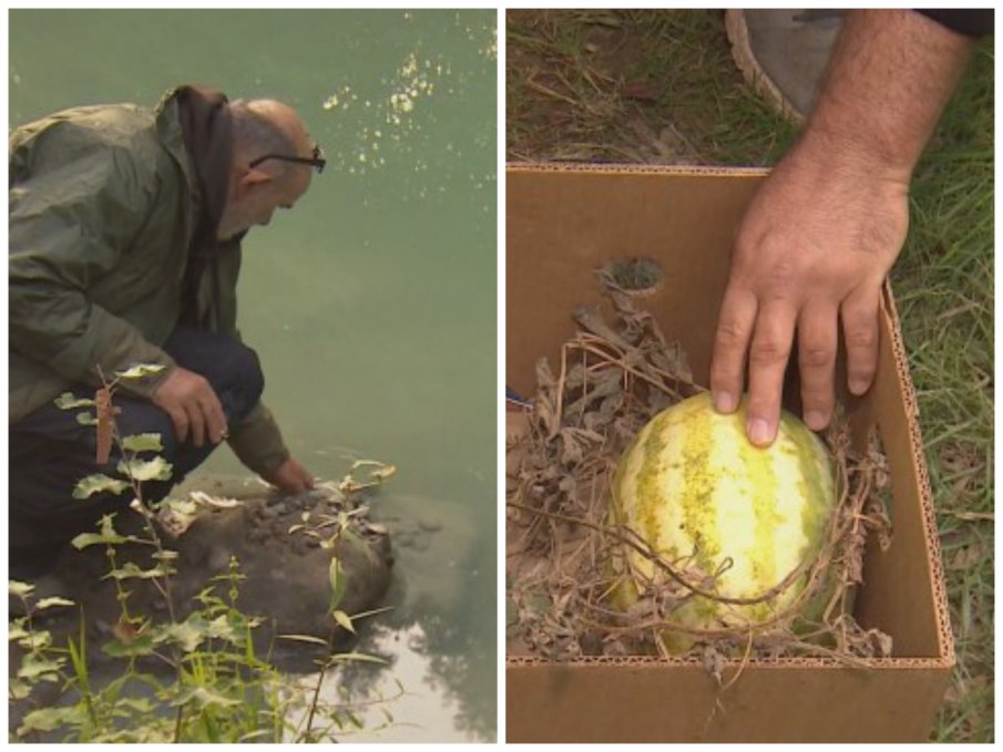 ЕКОБЕДСТВИЕ В ПАЗАРДЖИШКО! Река Луда Яна потече зелена, поливаните с нея градини масово съхнат