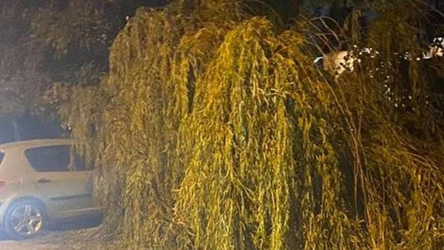 Върба потроши кола, двама влюбени младежи извадиха луд късмет