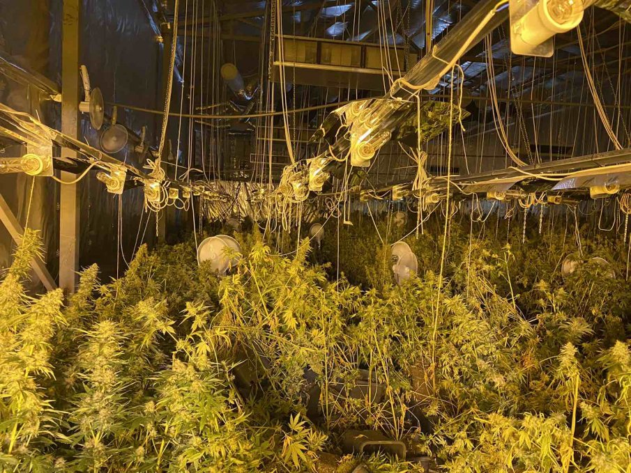 СДВР разкри оранжерия за отглеждане на марихуана (СНИМКИ)