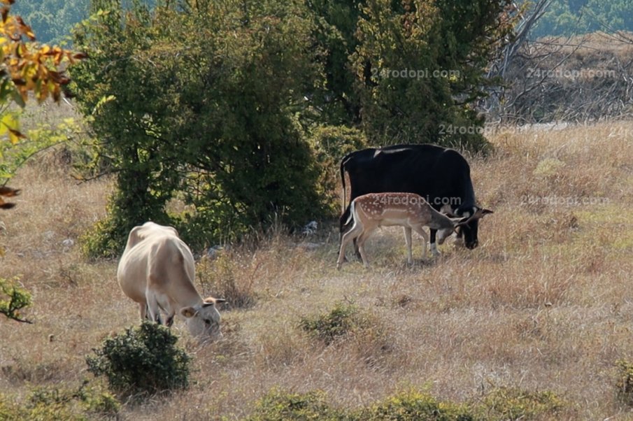 Драма в Родопите! Елен се влюби в стадо крави, издадоха разрешително за отстрела му (ВИДЕО)