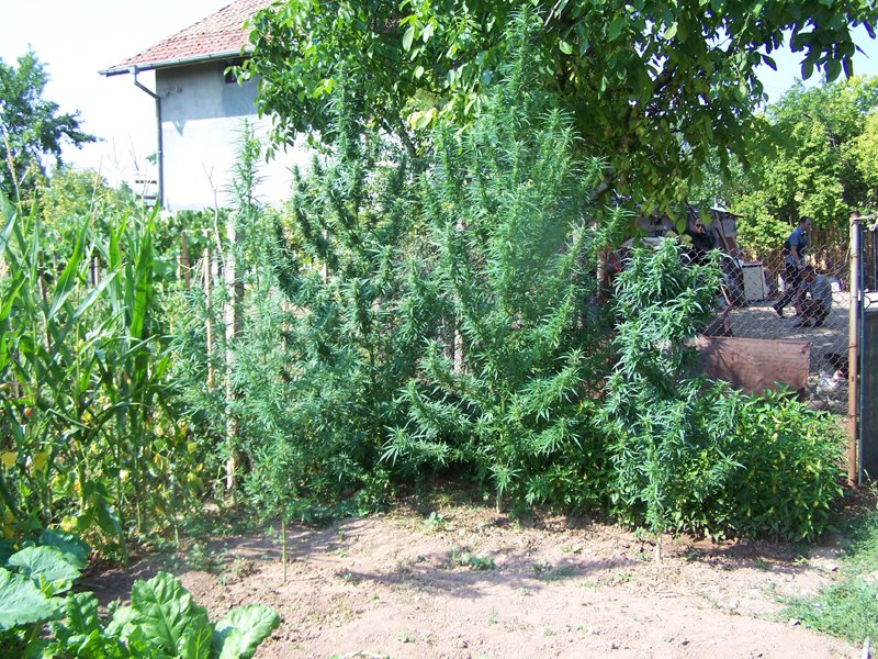 Секнаха жътва на две ниви с коноп край Арбанаси