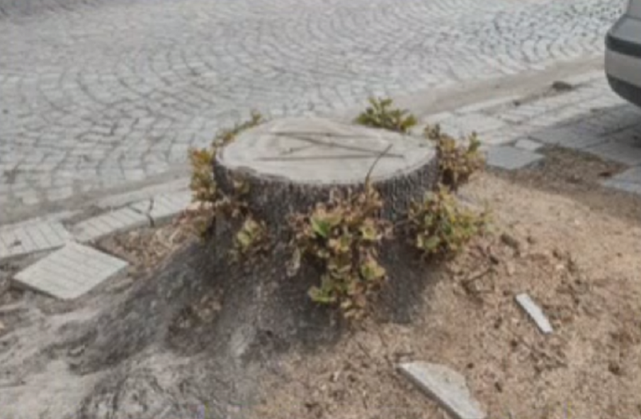 Резнаха 14 здрави дървета в Пловдив заради мащабен пътен проект