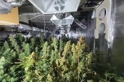 Прокуратурата повдигна обвинения на плантаторите с конопа от Надежда