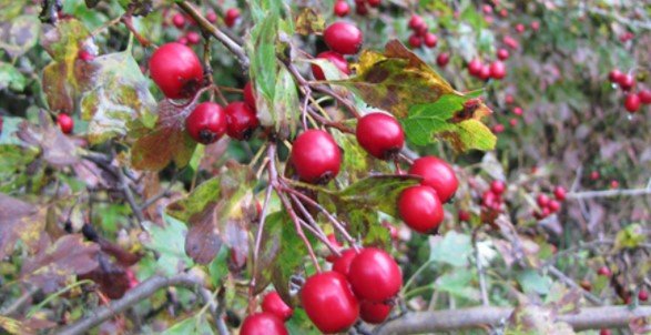Глог - билката на Бог лекува много болести