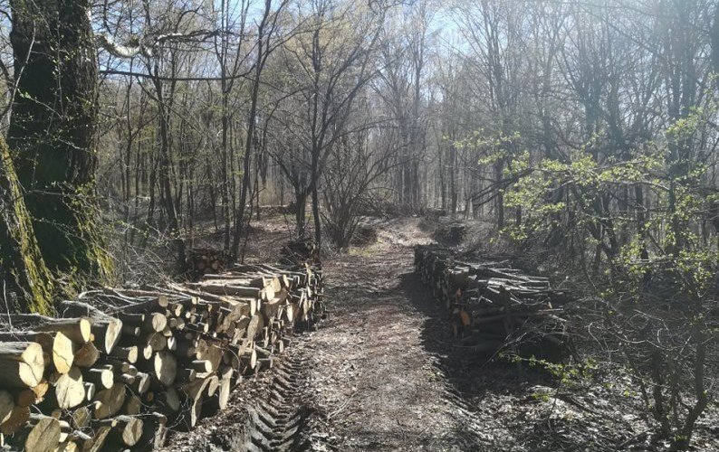 Нелегални секачи заловиха в горите край Велинград