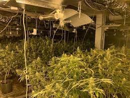 СДВР разби модерна лаборатория за марихуана в квартал Надежда