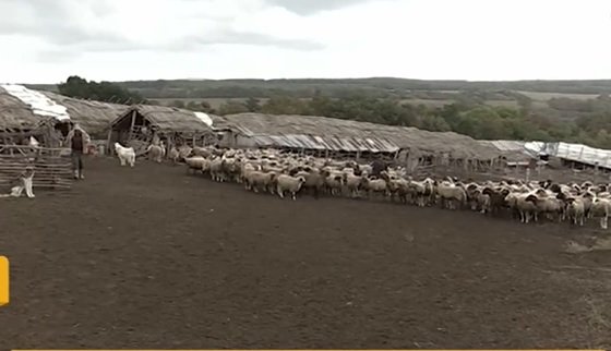 Животновъди в жесток спор в Ново Паничарево