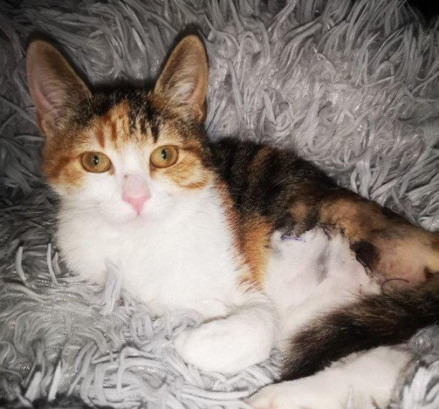 Спасиха малко коте в Русе, качило се на дърво