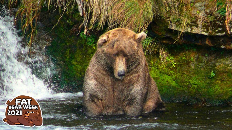 Какво трябва да правим, ако срещнем мечка