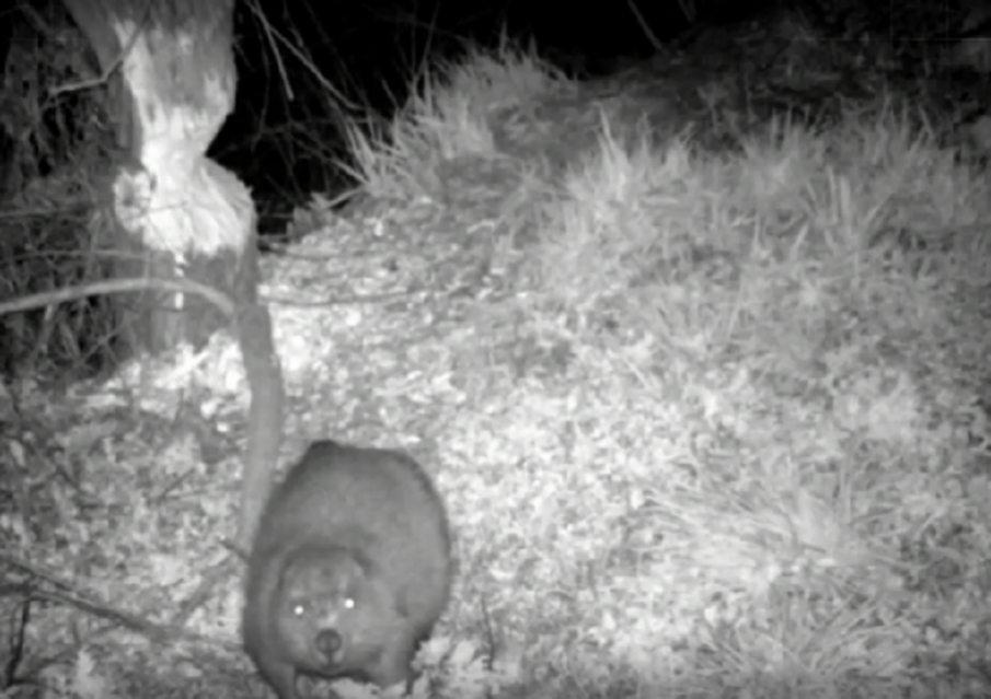 Засякоха бобър в България за първи път от 3 века насам