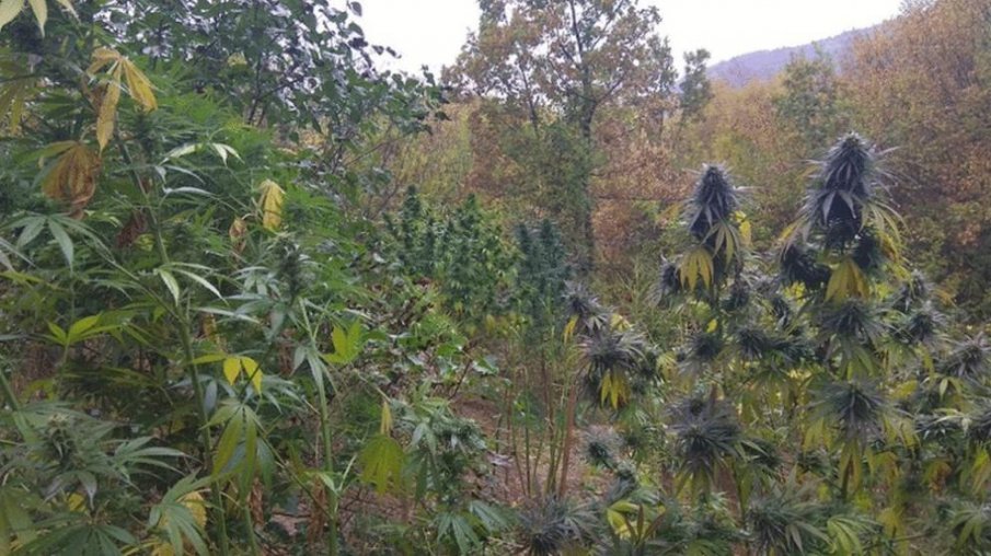 Спипаха млада жена от Търговище с близо 2 кг марихуана