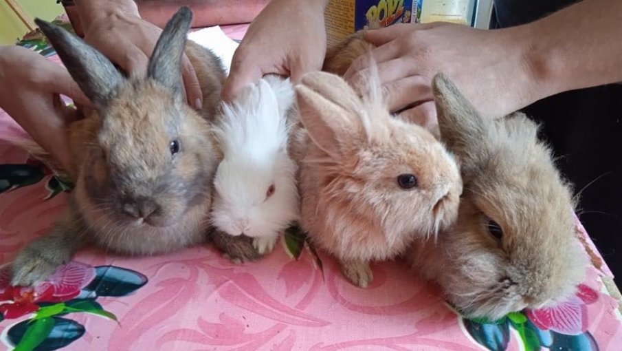 Семейство изоставени в кашон зайчета търсят домове