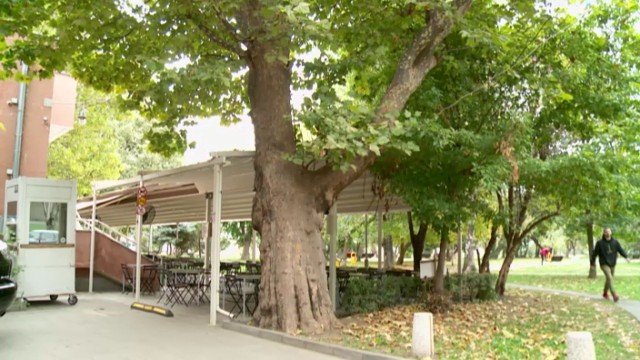 Обявиха за защитени три вековни дървета в София