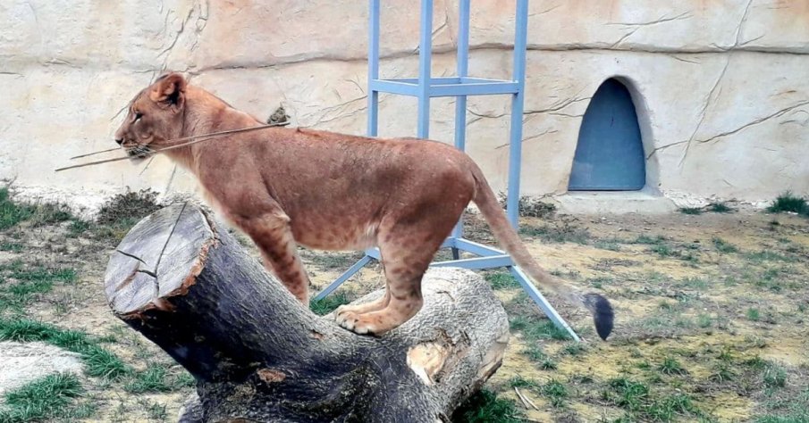 100 бебета се родиха във варненския зоопарк за девет месеца