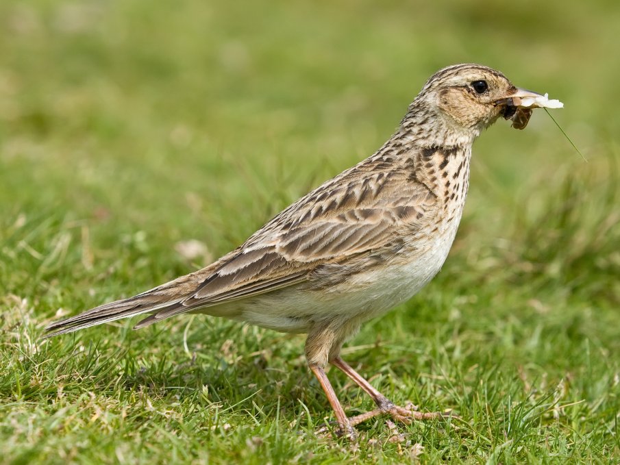 20% от европейските видове птици застрашени от изчезване
