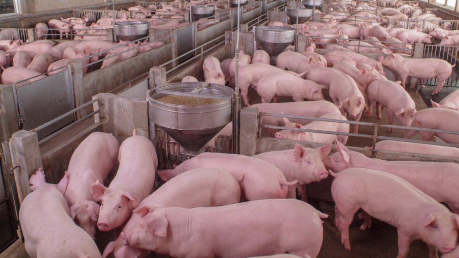 Изтича срокът за пари срещу хуманно отношение към свинете