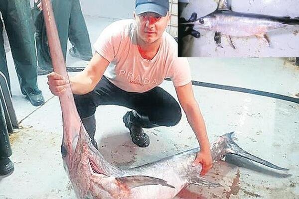 След 50 години - уловиха риба меч в Босфора