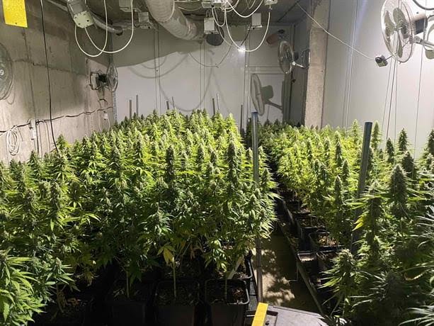 СПЕЦОПЕРАЦИЯ: Разкриха оборудвана наркооранжерия в Годеч