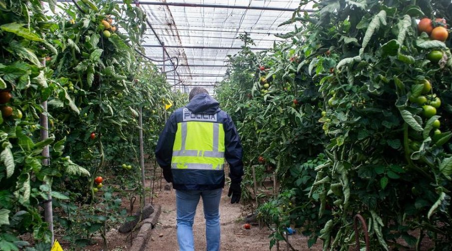 ДАНС лови нелегални украинци, берачи на домати край Първомай