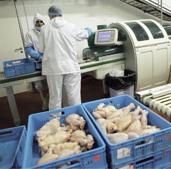 УДАР: Предотвратиха ДДС измама с над 20 тона пилешко и свинско месо