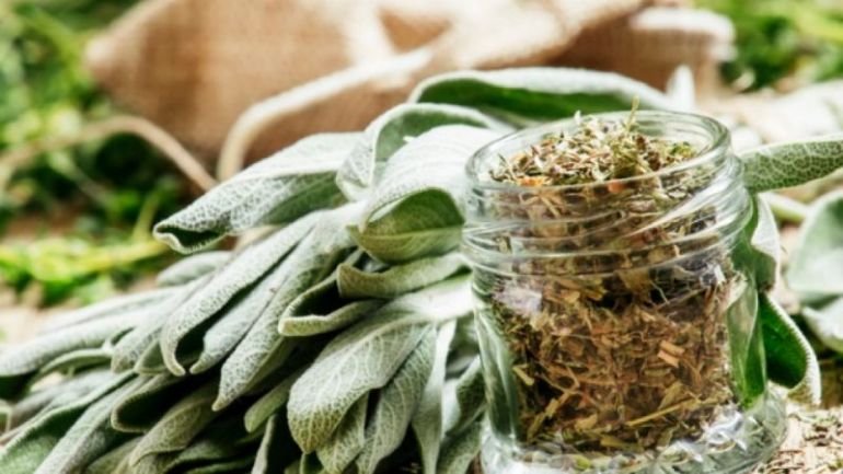 ВНИМАВАЙТЕ: Пелинът ще бъде основният алергизиращ полен през седмицата