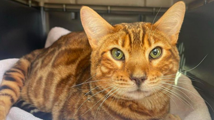 Откриха изгубената котка на Алек Болдуин със счупена лапичка