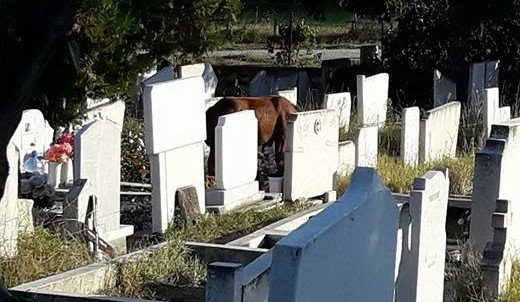 Разширяват гробищния парк във Велинград