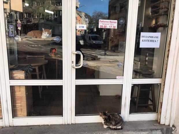 Мебелен магазин във Варна подарява... котенца (СНИМКИ)