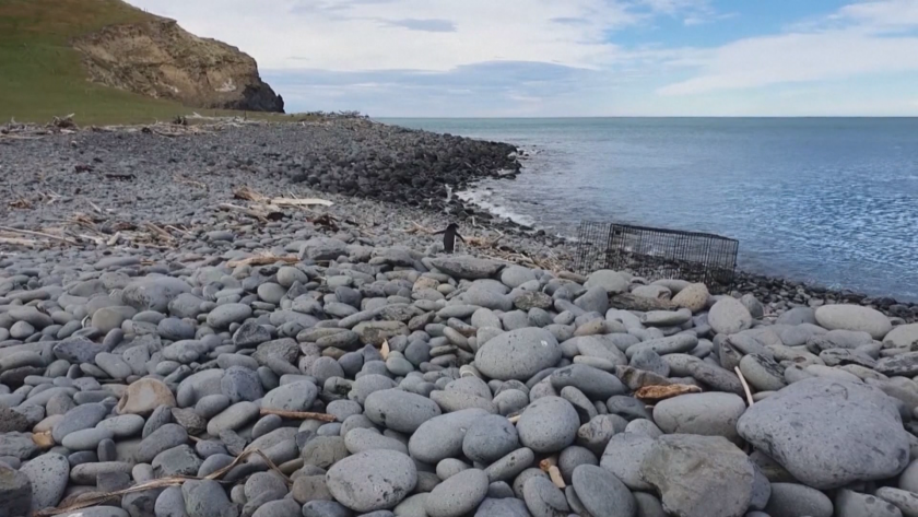 НЕВЕРОЯТНО, НО ФАКТ! Пингвин беше открит на новозеландски бряг