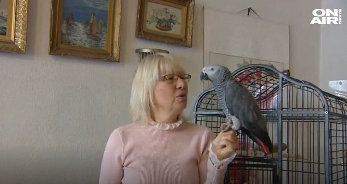 Изгубеният папагал Джаро е намерен. Птицата се изгуби, след като