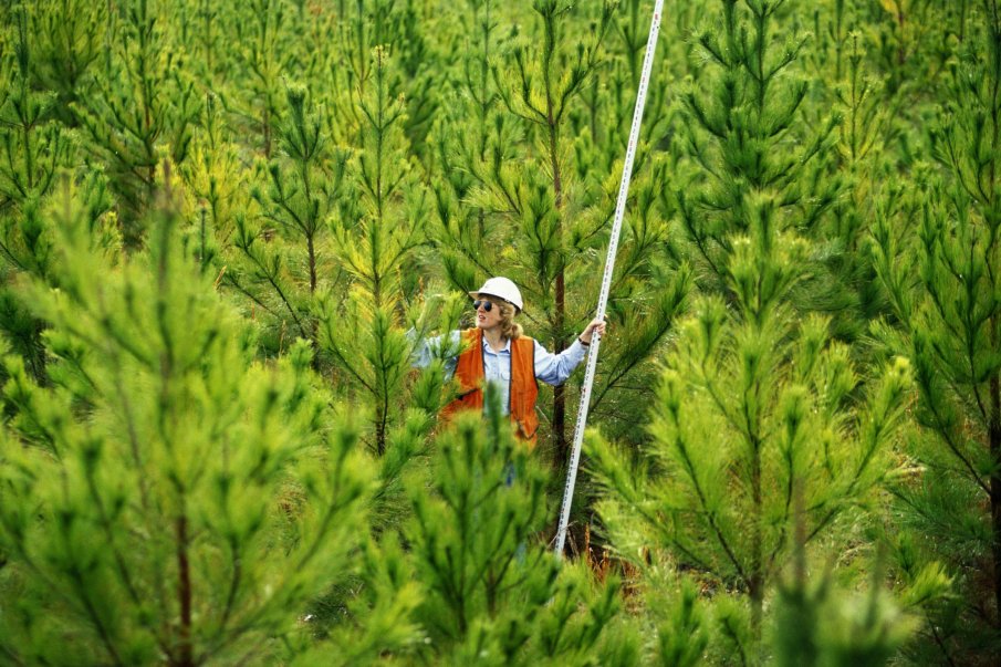 Освободиха директора на Горско стопанство “Места“