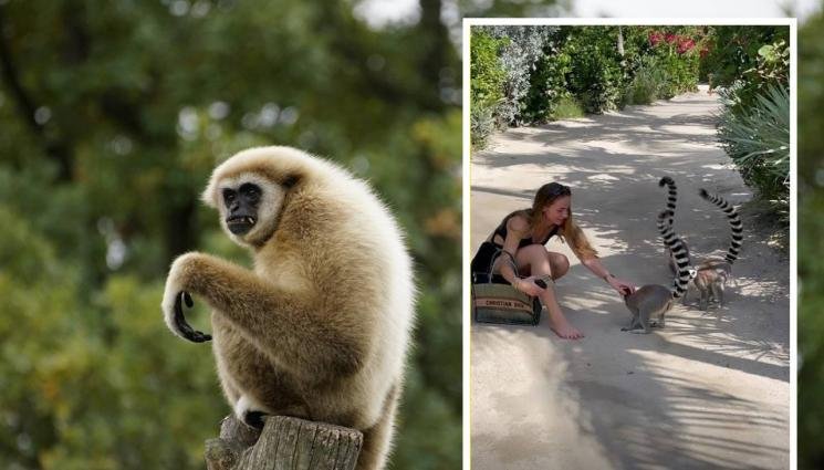 Тъщата на Гришо размаха пръст: Не ми носете лемури вкъщи