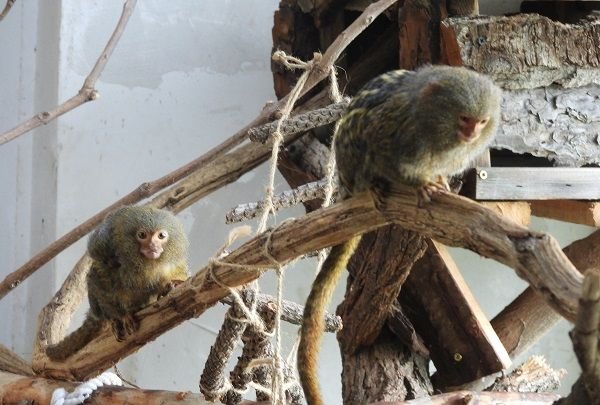 войката мармозетки – джуджета в сектор „Примати“ на Столичния зоопарк