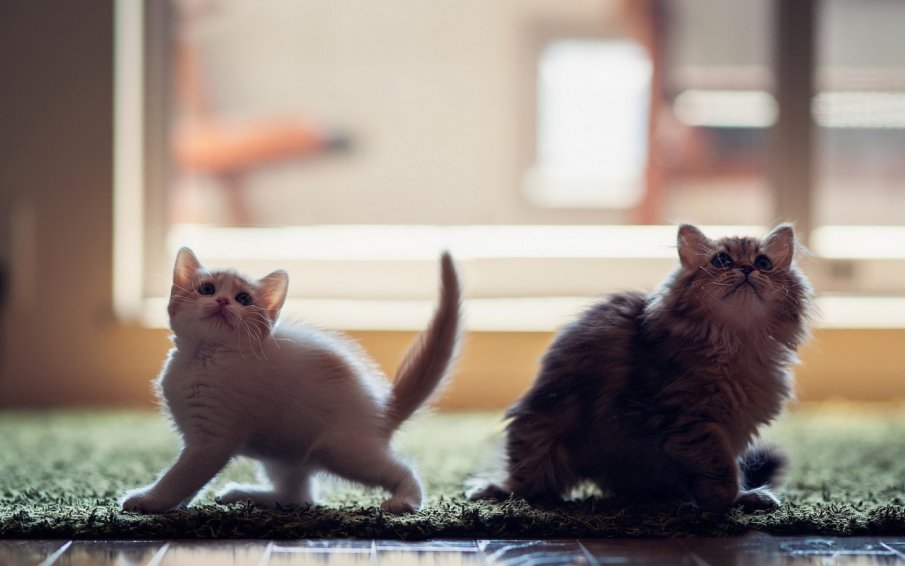 7 признака, че трябва да заведете домашния си любимец на ветеринар