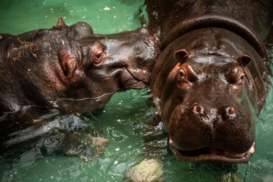 Два хипопотама с хрема в зоологическата градина в дадоха положителни