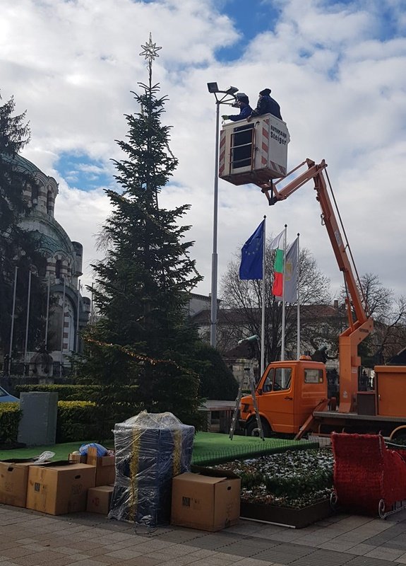 Коледната елха в Плевен порасна с 2 метра за пет години