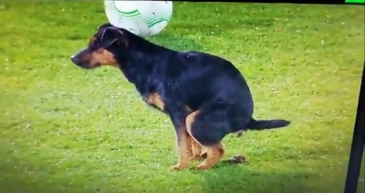 КУРИОЗ: Нуждата споходи сръбско куче точно преди мач от евротурнирите (ВИДЕО)