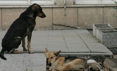 Ветеринар: Всеки месец спасяваме поне по три животни, натровени с антифриз