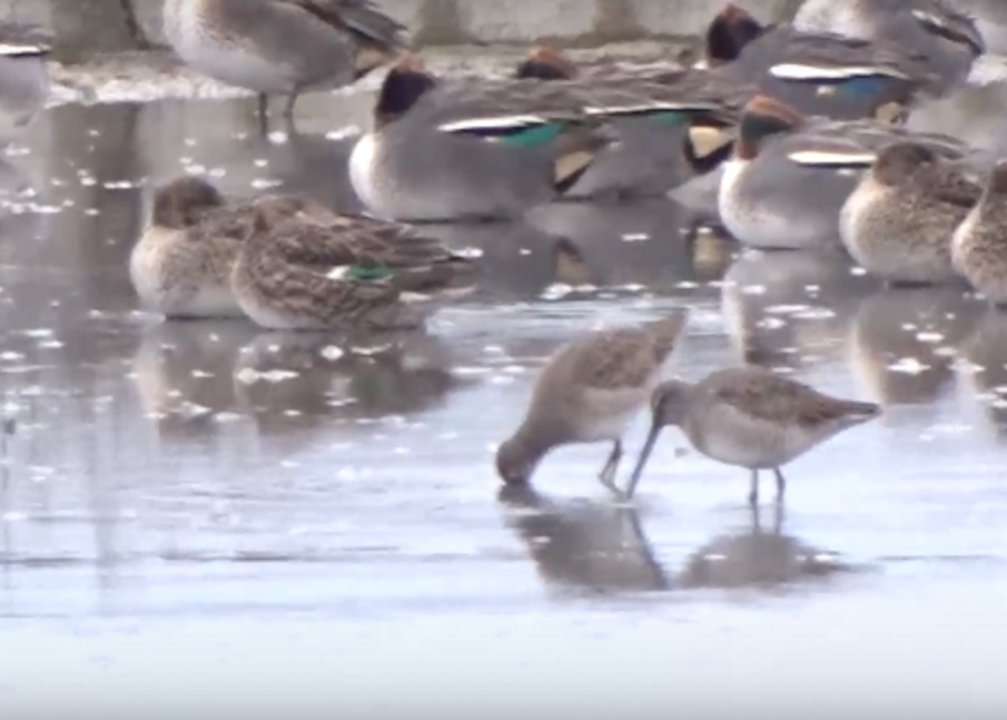 Орнитолози от Бургас откриха птица, който досега не е установяван