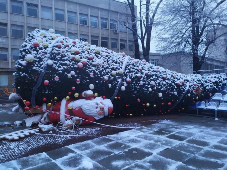Силният вятър бутна 12-метровата елха в Габрово