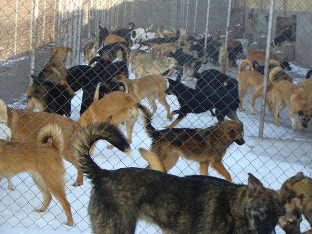 Ученици дариха храна и постелки на приют за кучета