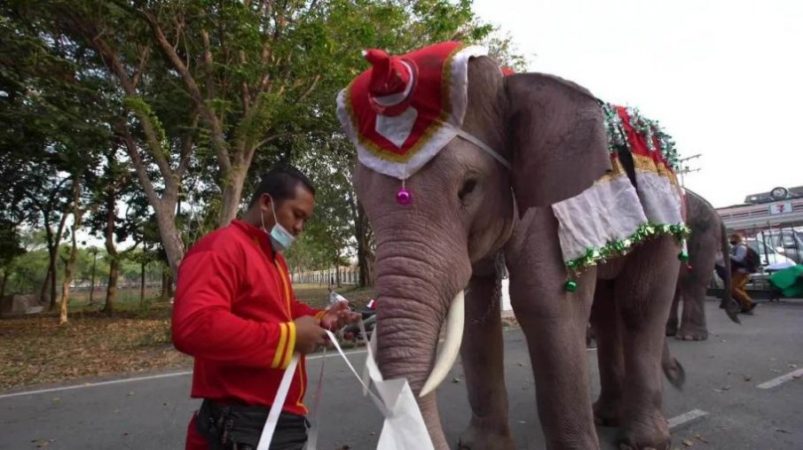 Слонове, облечени като Дядо Коледа, посетиха училище в Тайланд в