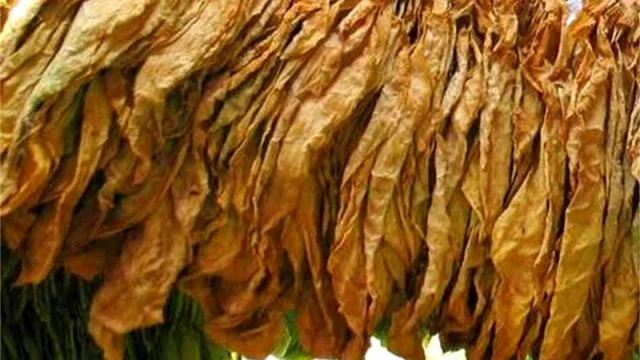 Белезници за търговец на тютюн, возил 80 кила в багажника